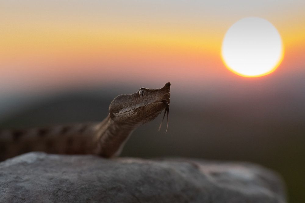 Photograph by Мартин Попов