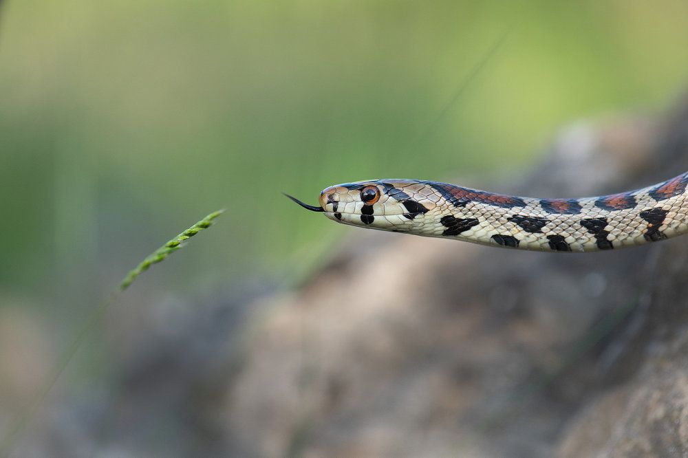 Photograph by Мартин Попов