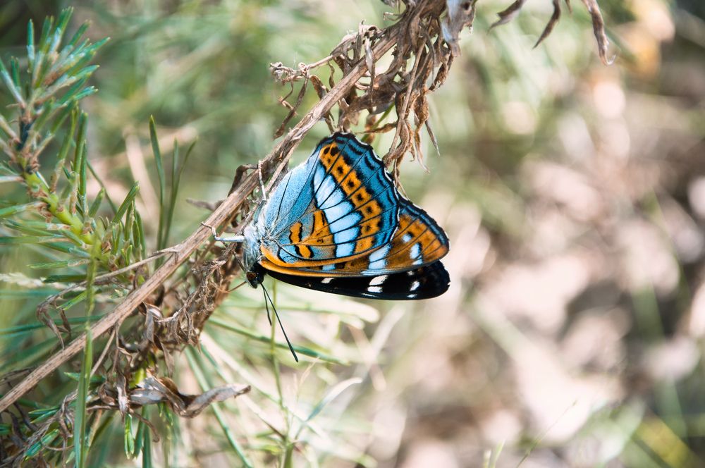 Ленточник. Профиль