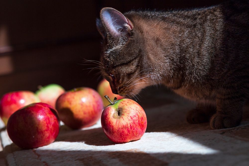 Фотография автора Алексей Карташов