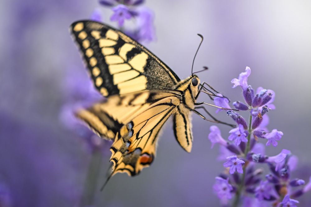 Photograph by Joško Šimic