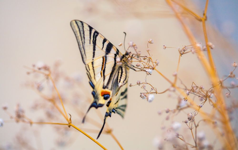 Photograph by Анна Малютина