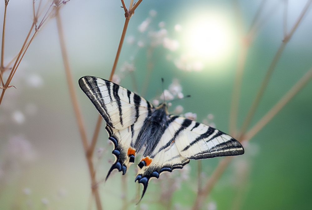 Photograph by Анна Малютина