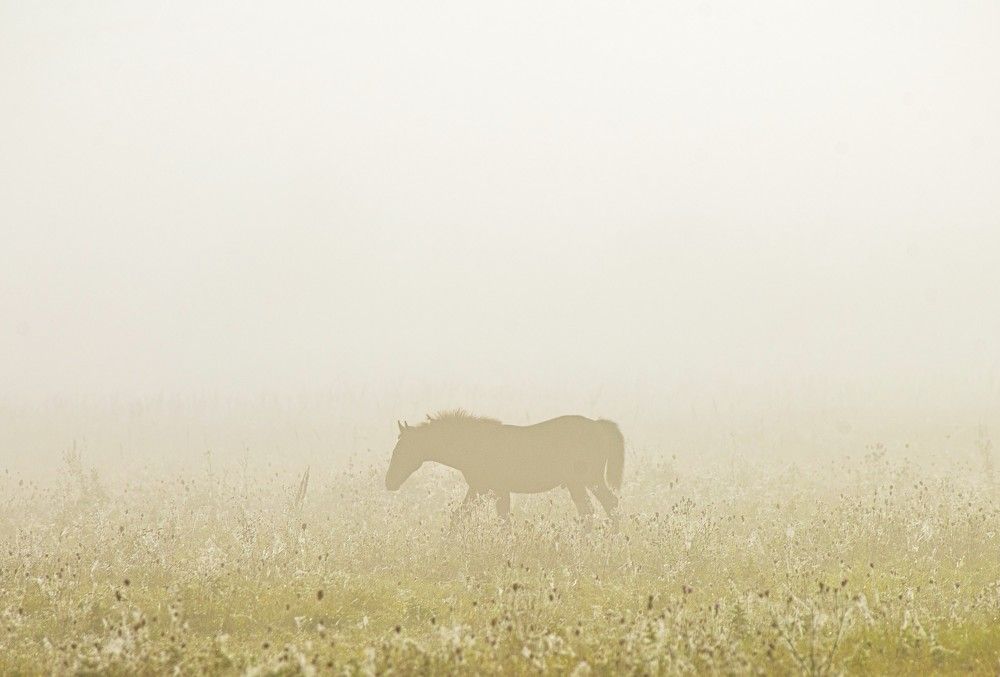 Photograph by Алексей Сиваков