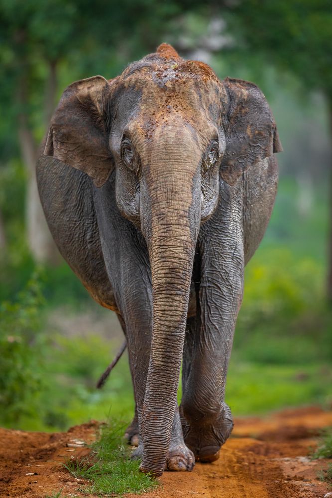 Photograph by Dipanjan Chakraborty