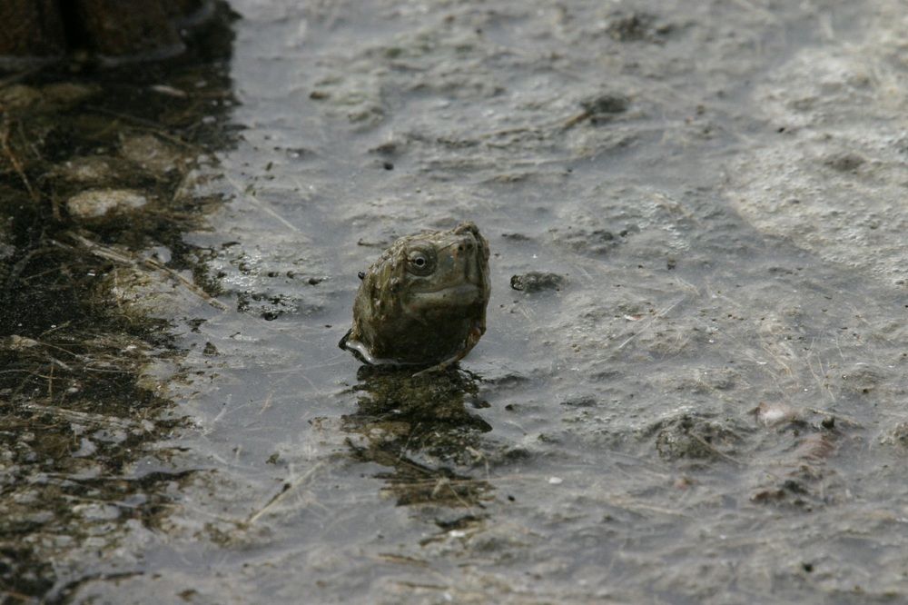 Photograph by Salih Aqeil