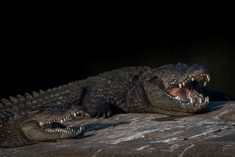 Photograph by Dipanjan Chakraborty