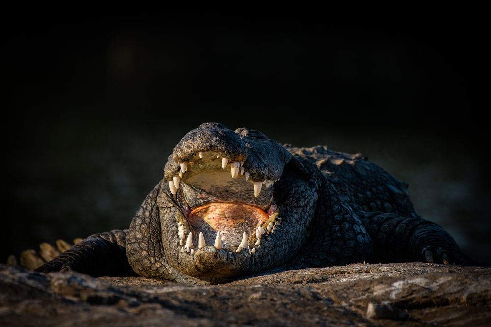 Photograph by Dipanjan Chakraborty