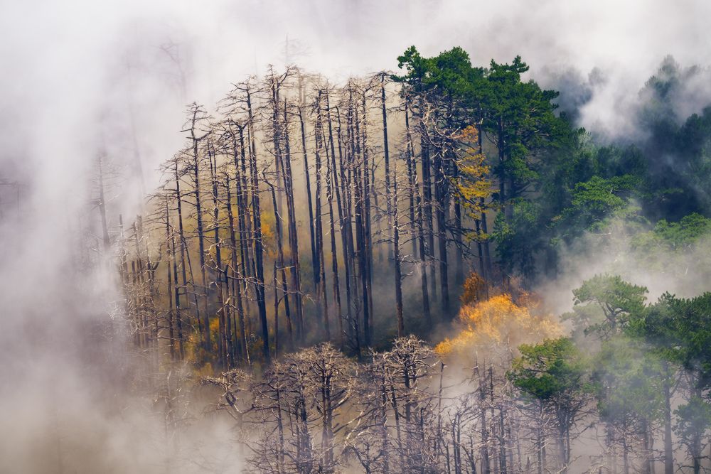 Окошко в тумане