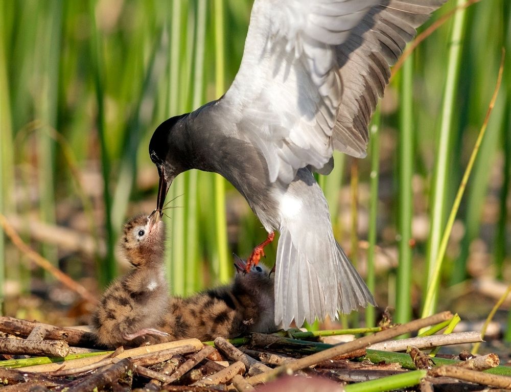 Photograph by Павел Краснослободцев