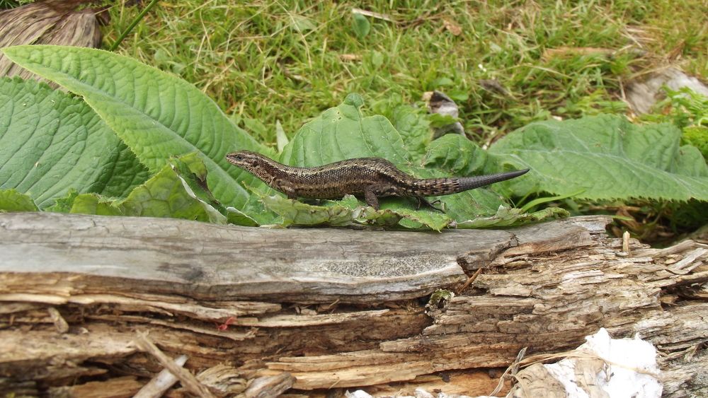 Photograph by Алина Перескокова