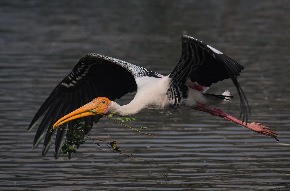 PAINTED STORK