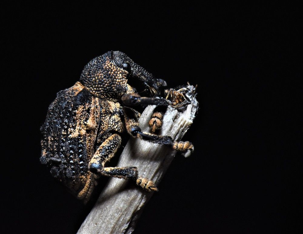 Photograph by Kushal Sharma