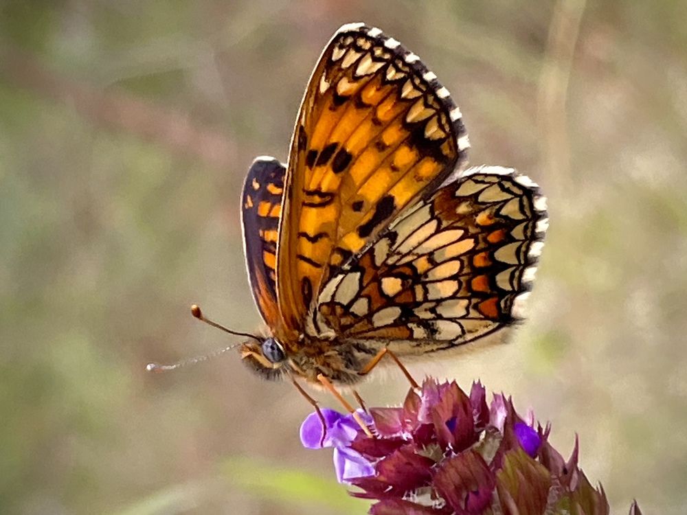 Photograph by ЛИЛИЯ БОБКО