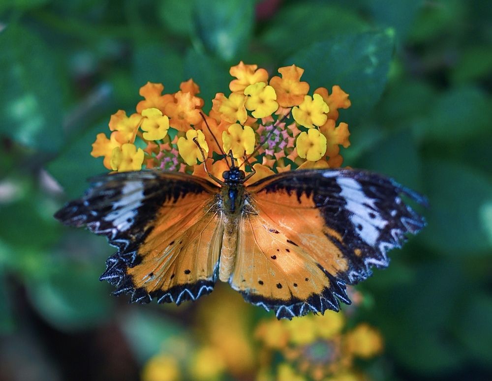 Фотография автора Quynh Nga Pham