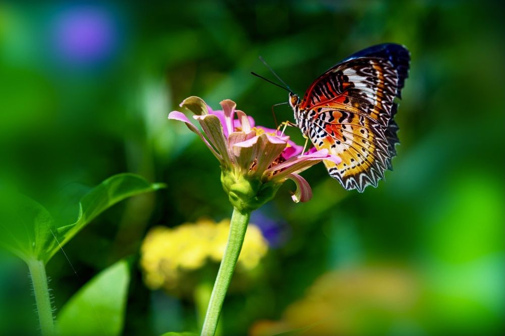 Фотография автора Quynh Nga Pham