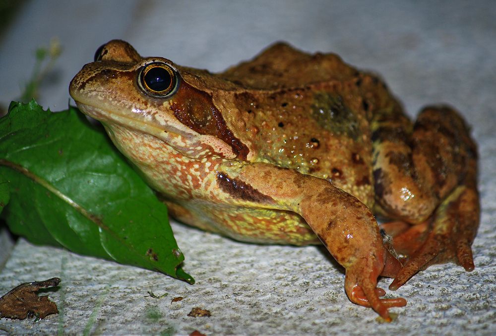 Photograph by Евгений Гонтов