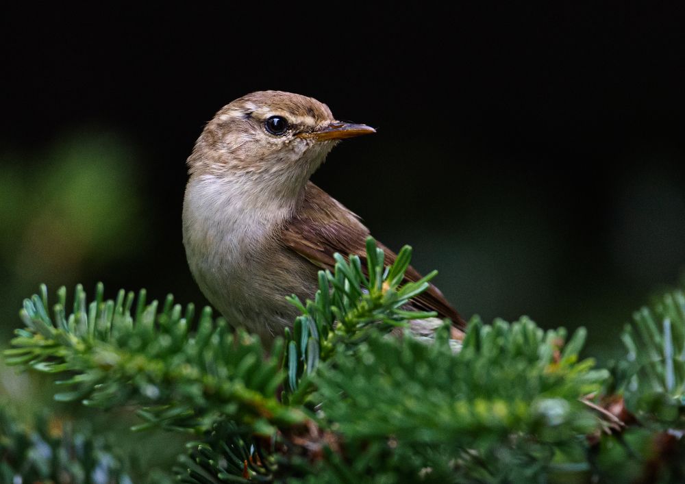Photograph by Курлянцев Алексей