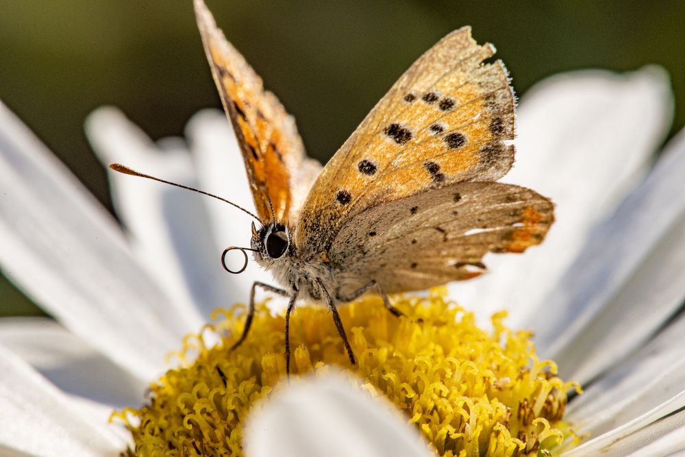 Photograph by Сергей Белов