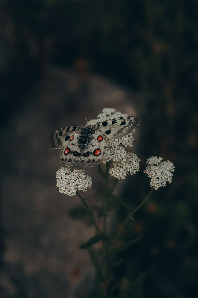 Photograph by Анна Балова