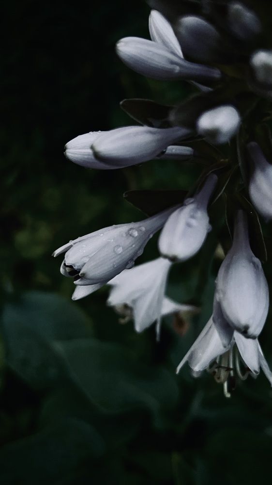 Photograph by Oxana Petlina