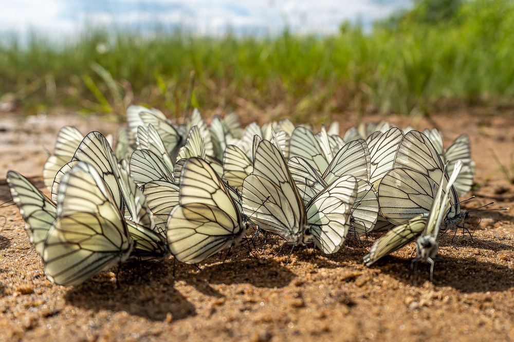 Photograph by Дмитрий Бутин