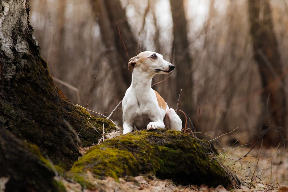 Photograph by Анна Вербилова