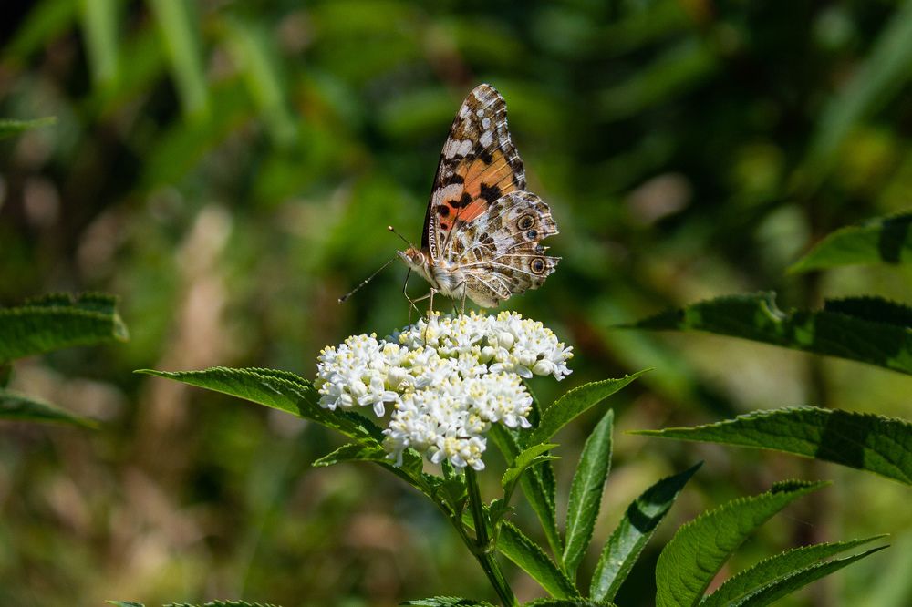 Фотография автора Таисия