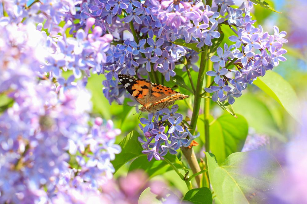 Фотография автора Таисия
