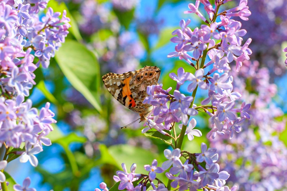 Фотография автора Таисия