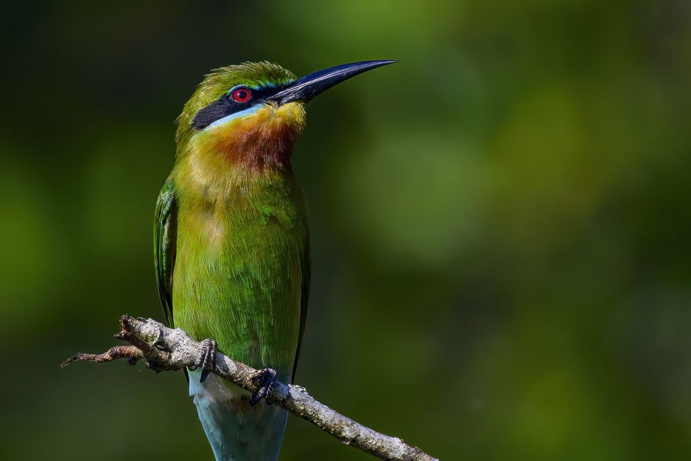 Blue-tailed bee-eater