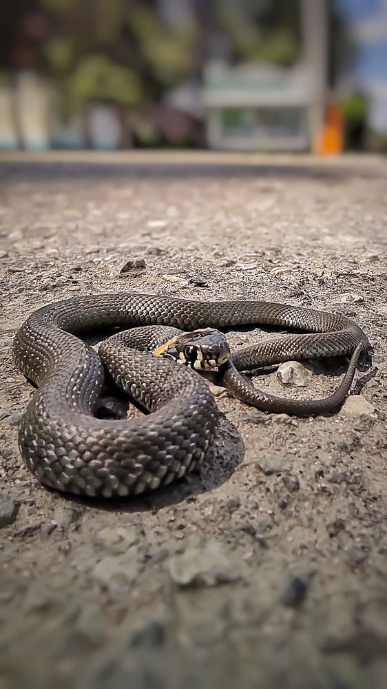 Photograph by Максим Ушенин