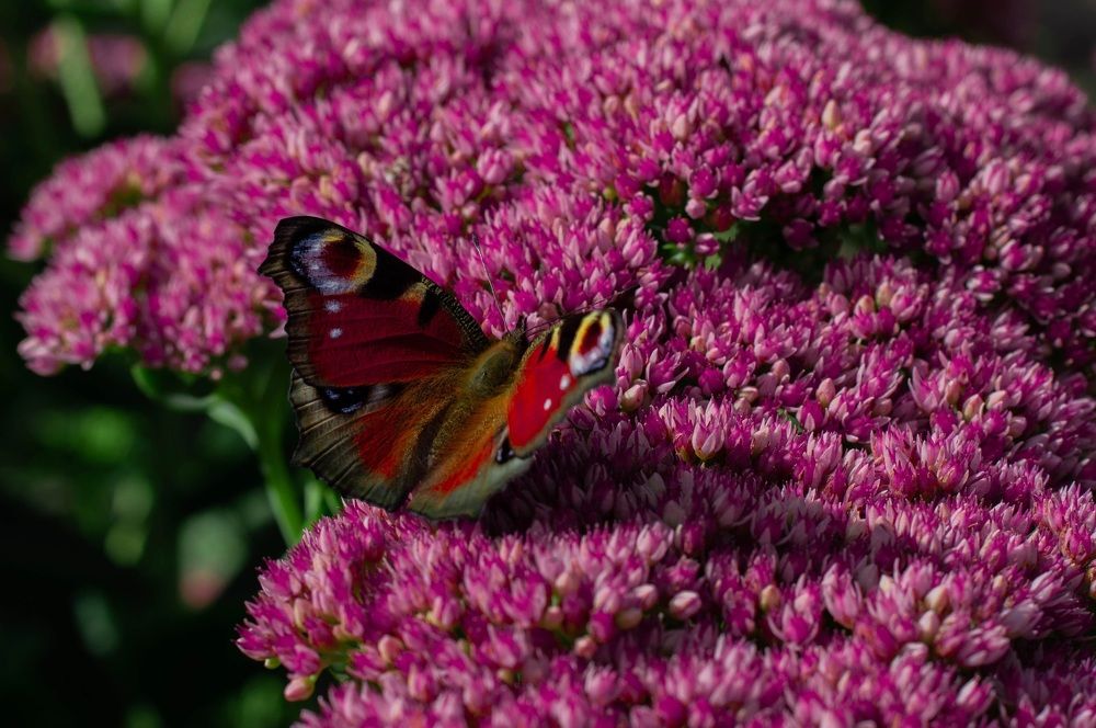 Photograph by Ангелина Ларина