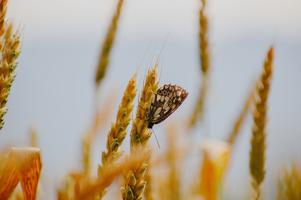 Фотография автора Belmin Becirspahic