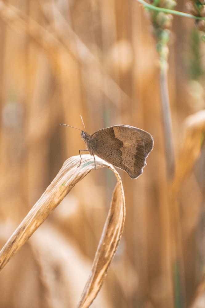 Фотография автора Belmin Becirspahic