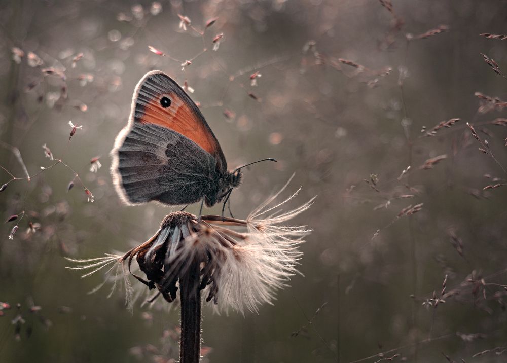 Photograph by Баранов Олег