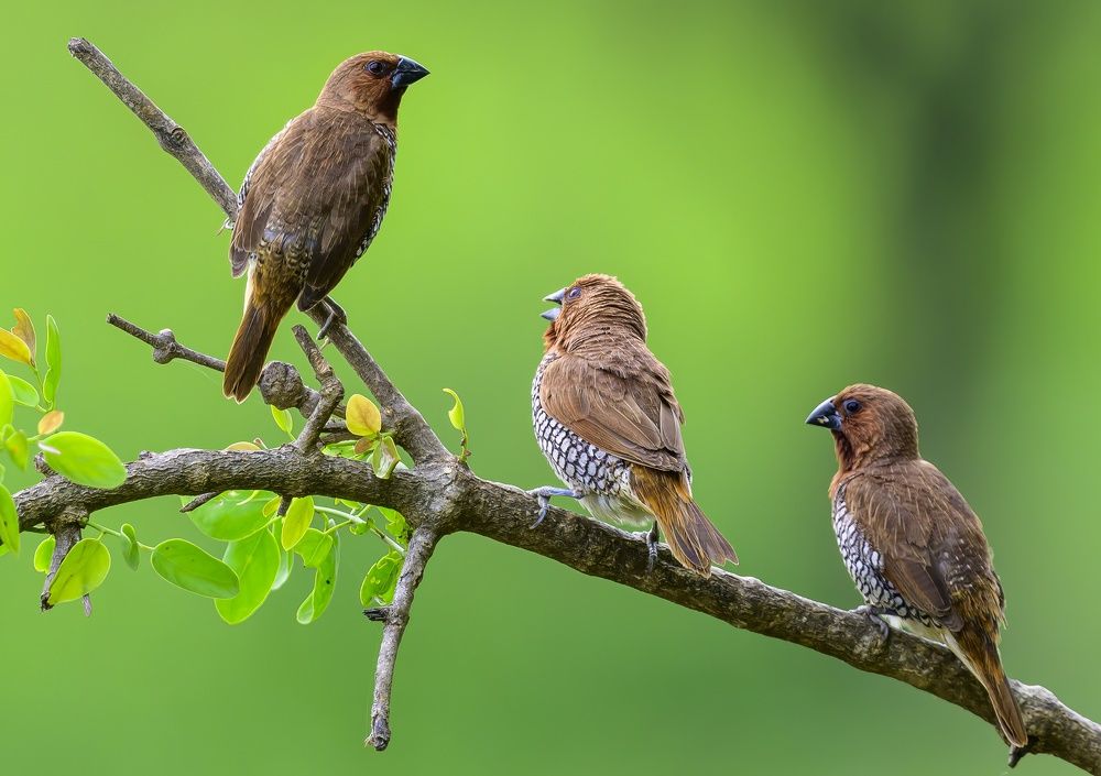 Photograph by Sergey Puponin