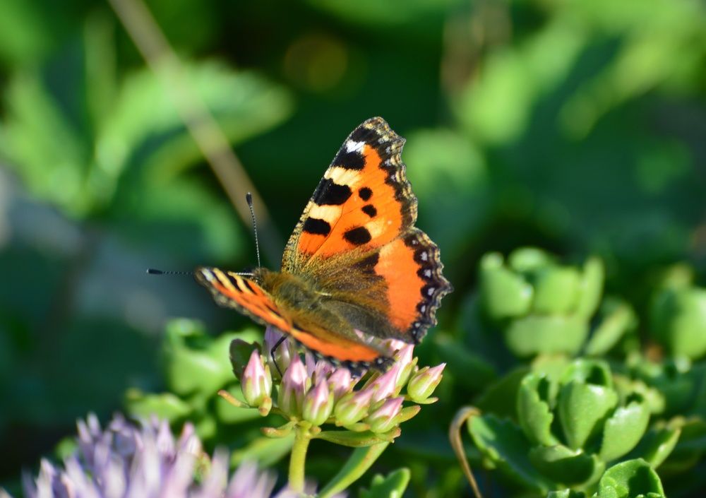 Photograph by Екатерина Казарцева