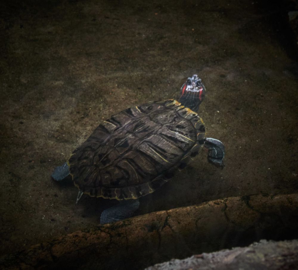 Photograph by Inna Tatarchenko