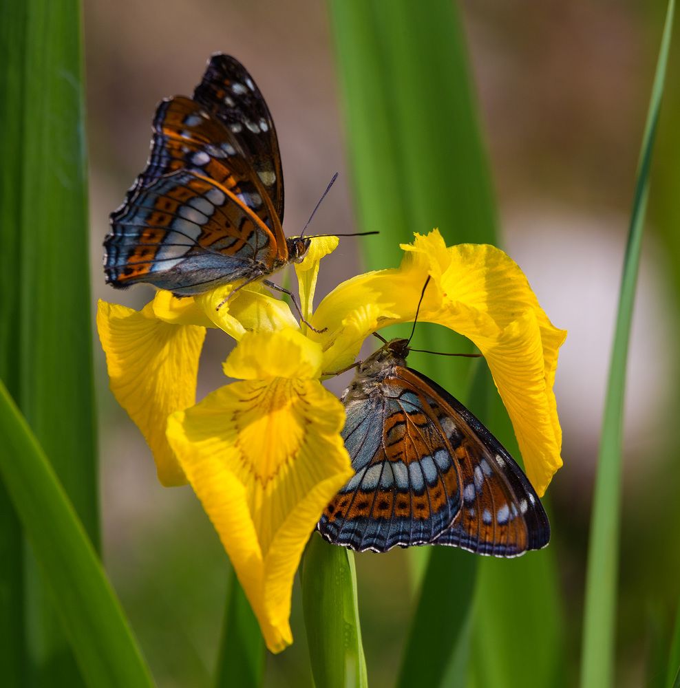 Фотография автора Анатолий Макоедов