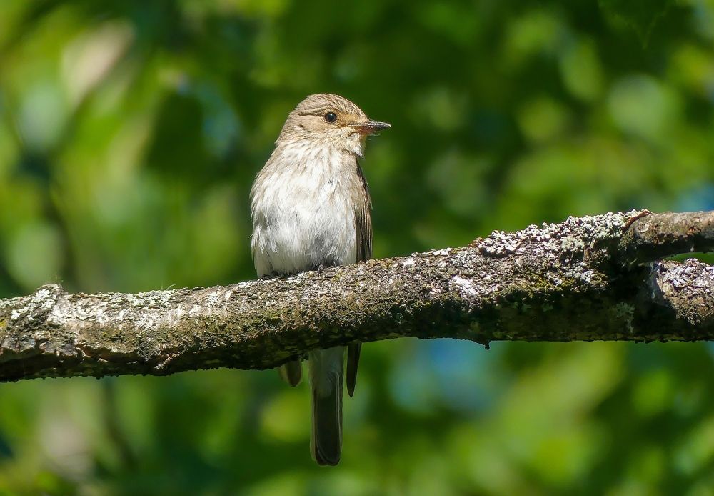 Photograph by Ян Адамсон
