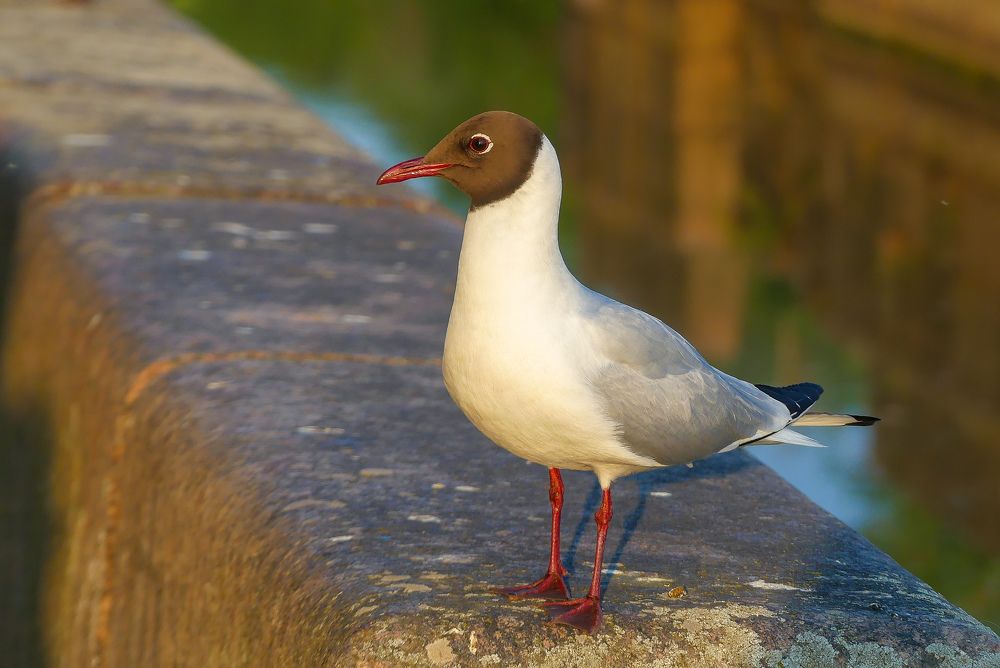 Photograph by Ян Адамсон