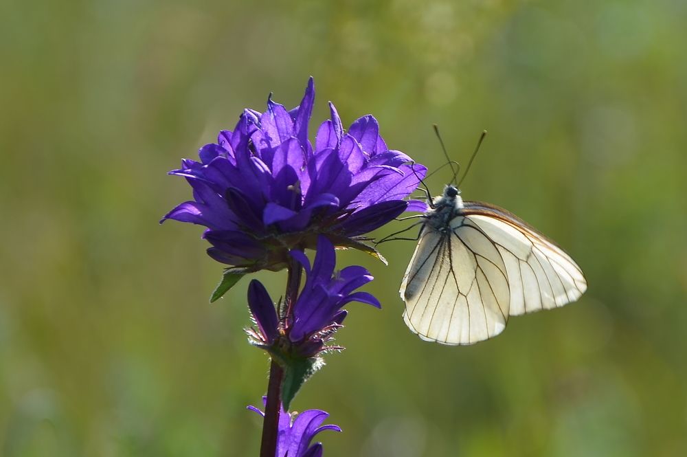 Photograph by Ольга Айдагулова
