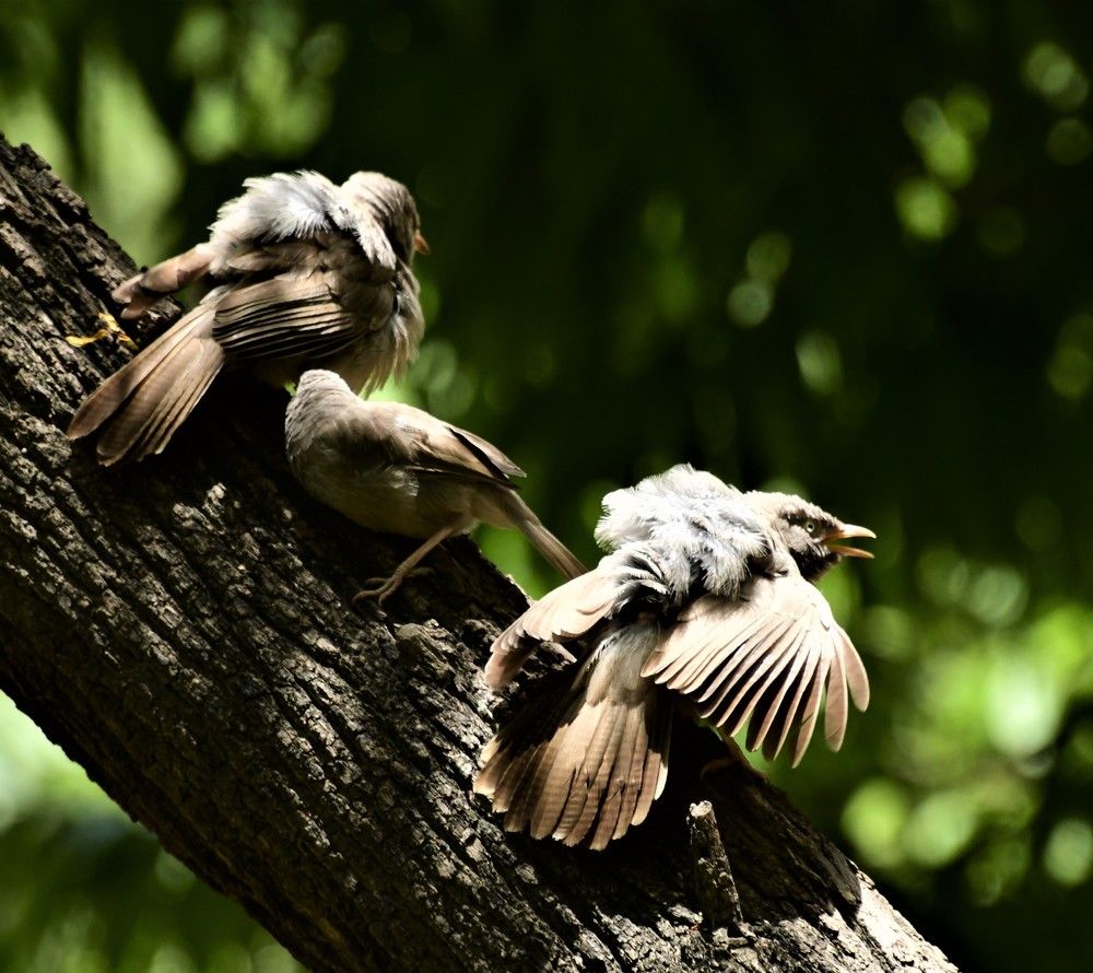 Photograph by Nalin Sahay