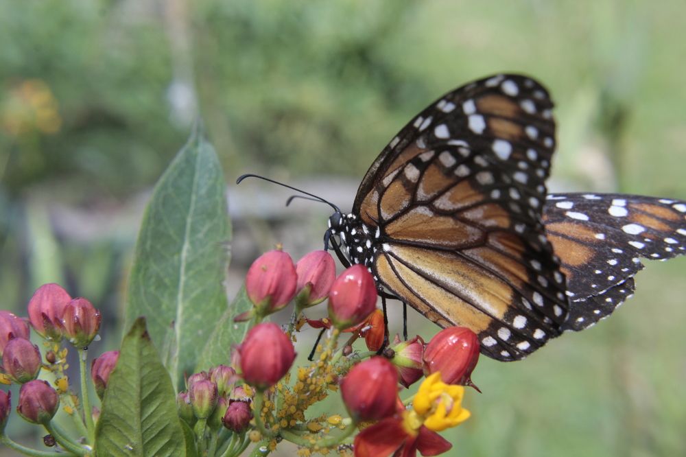Photograph by Guillermo Topp