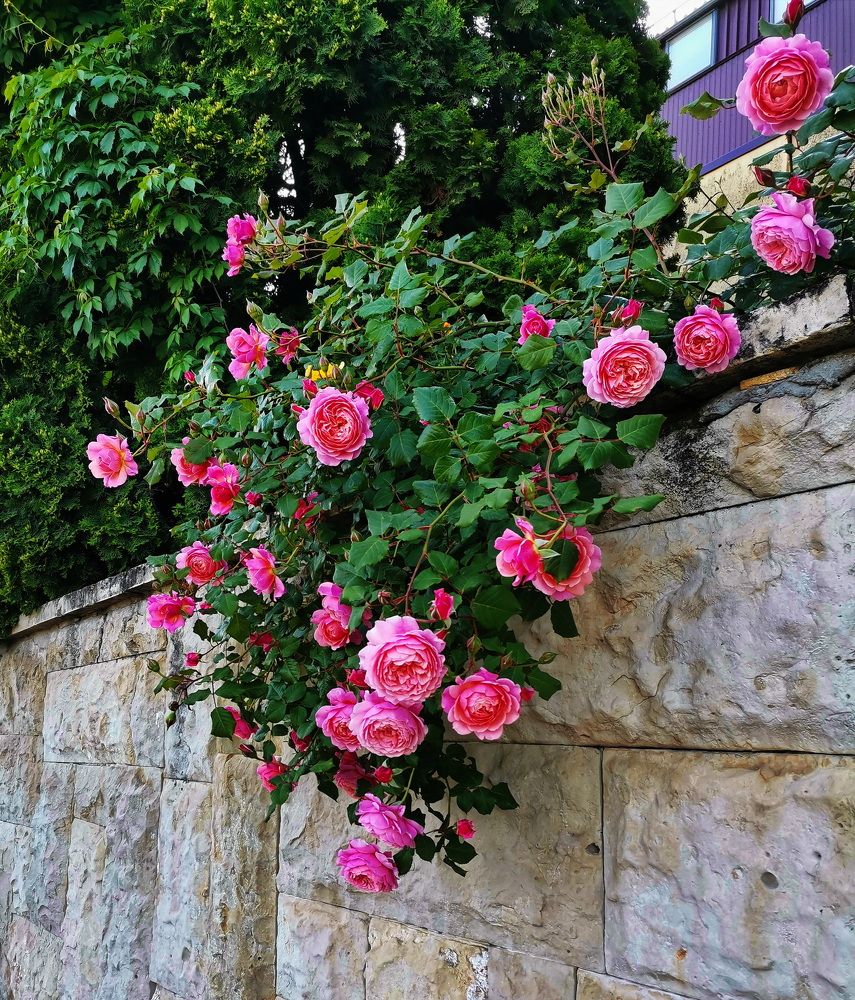 Фотография автора АЛЕКСАНДР ЦЫГЕЛЬНЮК