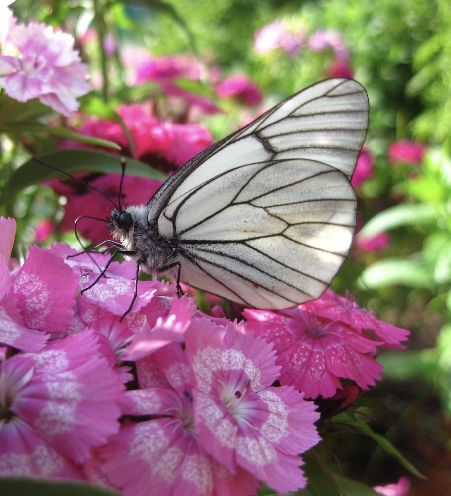 Photograph by Елена Смирнова