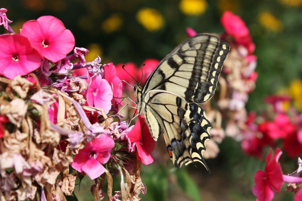 Бабочка «Махаон» и Флоксы