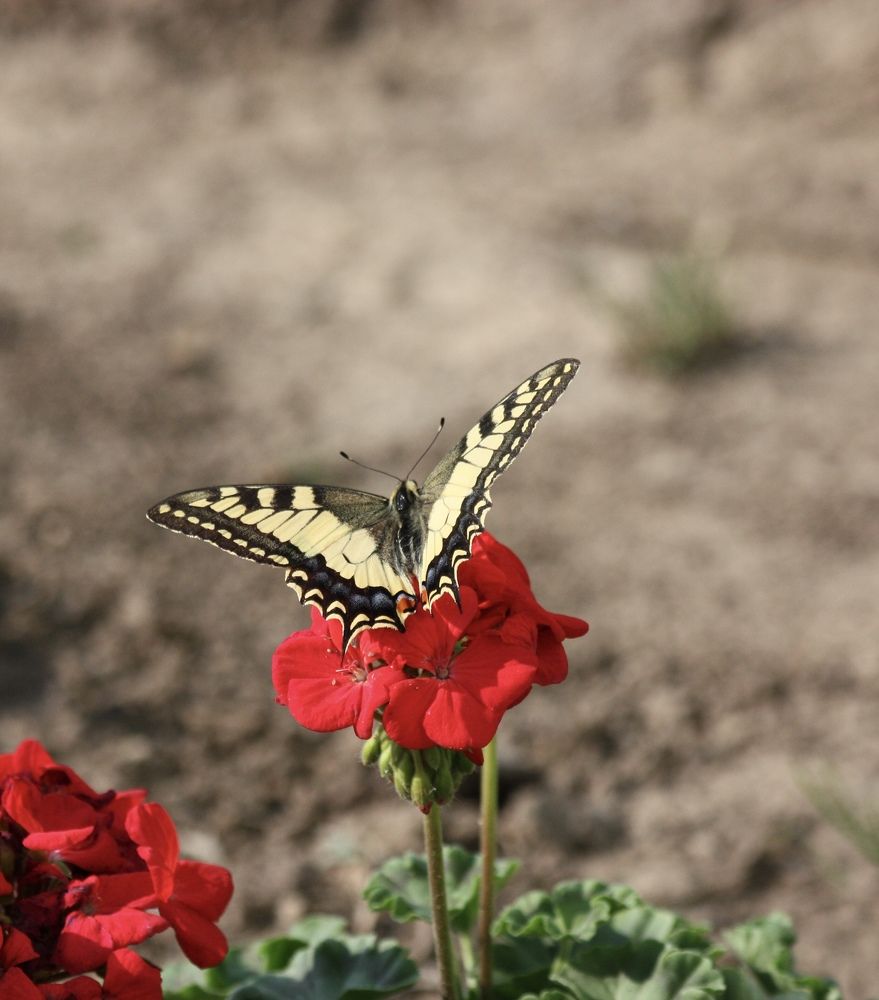 Бабочка «Махаон»