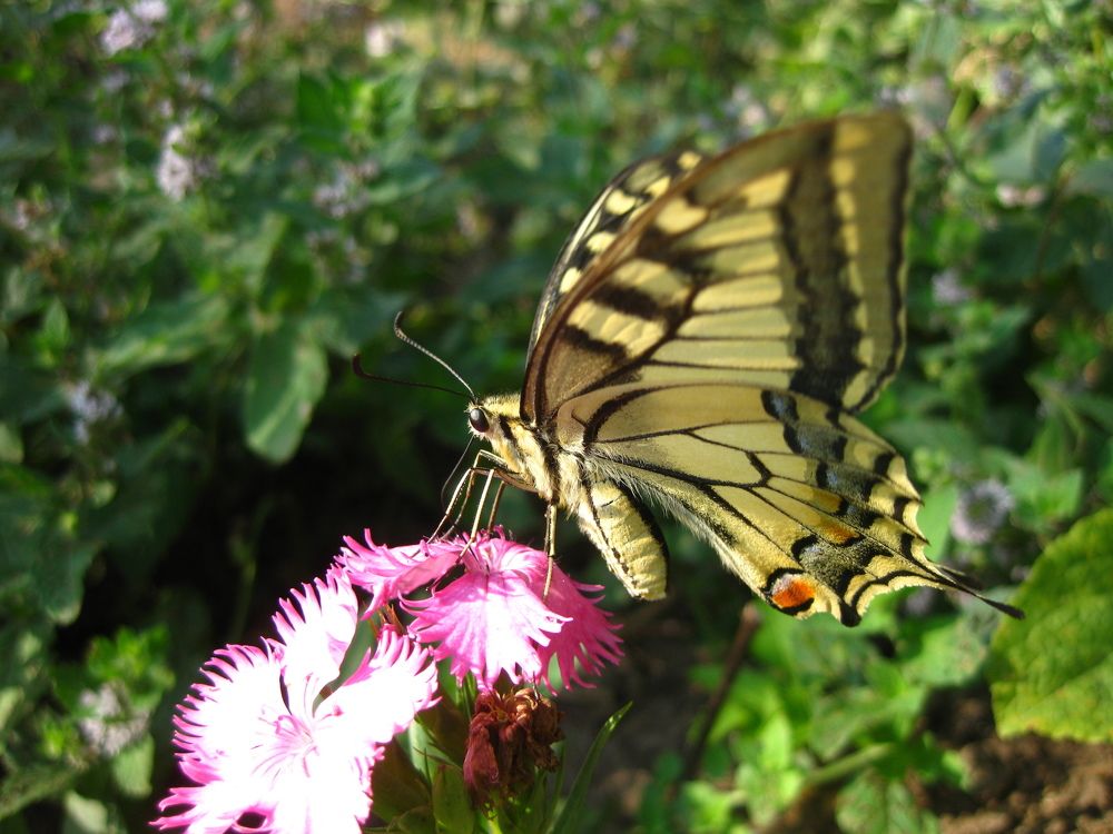 Бабочка «Махаон» и турецкая гвоздика